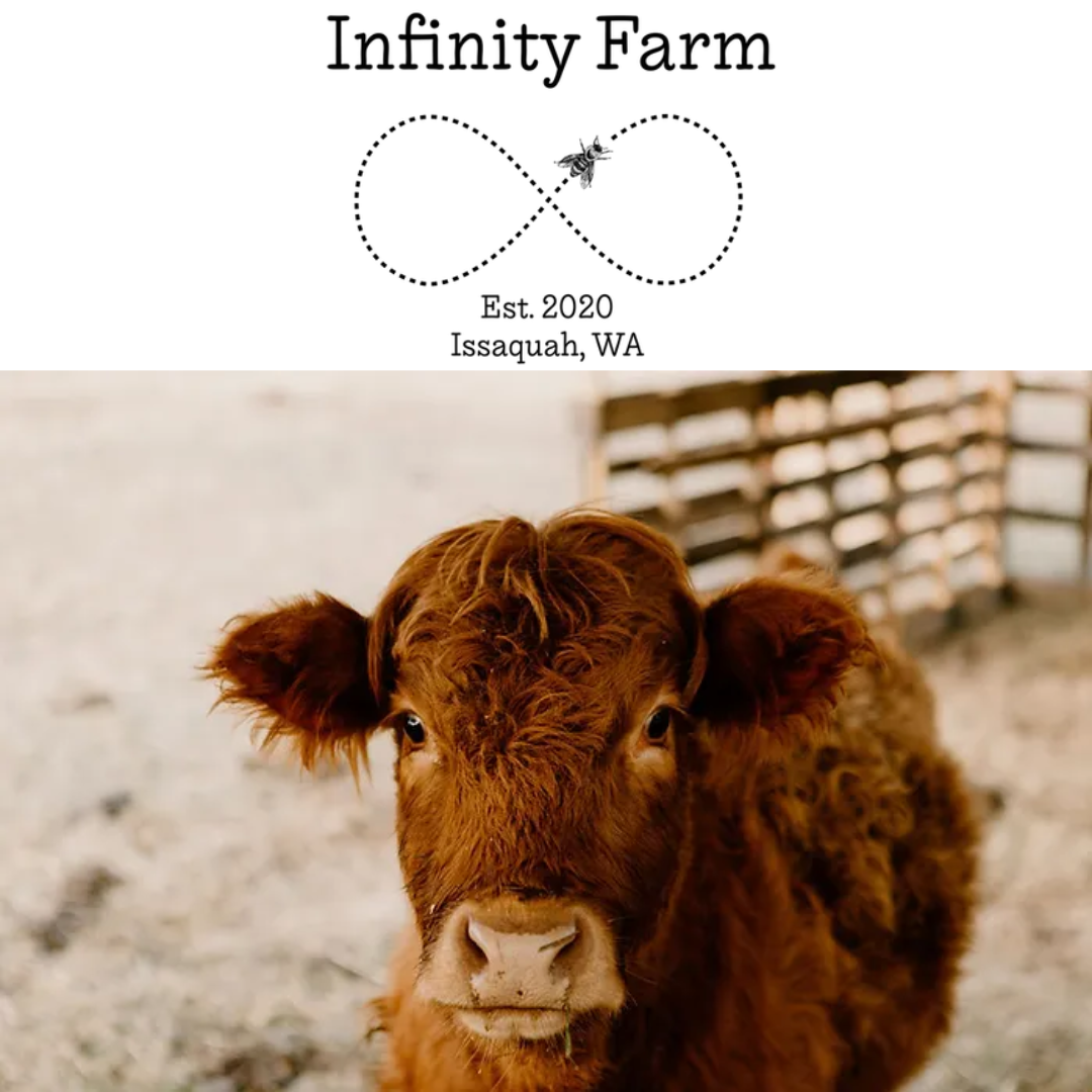 baby cow at Infinity Farm